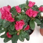 Азалия - Image 2