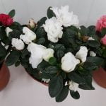 Азалия - Image 3