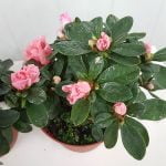 Азалия - Image 4