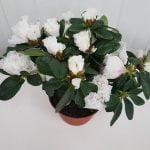 Азалия - Image 5