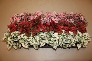 Хипоестес микс