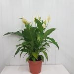 Спатифилум  (Spatiphyllum) - Image 3