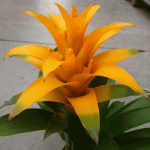 Гузмания mix (Guzmania) - Image 2