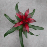 Гузмания mix (Guzmania) - Image 4