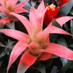 Гузмания mix (Guzmania)