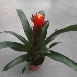 Гузмания mix (Guzmania) - Image 3