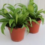 Асплениум - Asplenium nidus