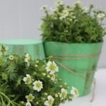 Саксифрага - Каменоломка - Image 8