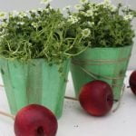 Саксифрага - Каменоломка - Image 9