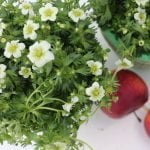 Саксифрага - Каменоломка - Image 10