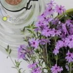 Флокс нисък многогодишен