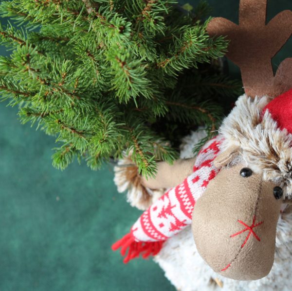 Смърч Коника 60+ cm