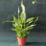 Спатифилум  (Spatiphyllum) - Image 2