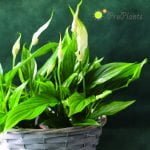 Спатифилум  (Spatiphyllum)
