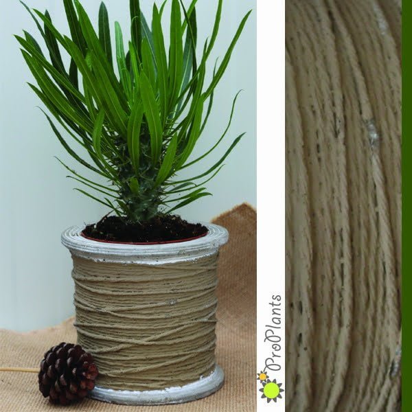 Мадагаскарска палма - Pachypodium lamerei