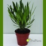 Мадагаскарска палма - Pachypodium lamerei - Image 2