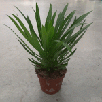 Мадагаскарска палма - Pachypodium lamerei - Image 5