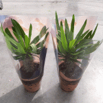 Мадагаскарска палма - Pachypodium lamerei - Image 3