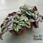 Традесканция (Tradescantia zebrina)