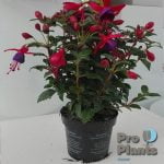 Фукция - Fuchsia hybrida - Image 7