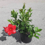 Мандевила (Дипладения) /Mandevilla - Image 4