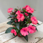 Impatiens New Guinea - Циганче за сянка - Image 6
