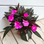 Impatiens New Guinea - Циганче за сянка - Image 2