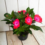 Impatiens New Guinea - Циганче за сянка - Image 7