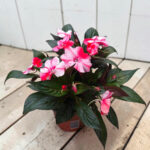Impatiens New Guinea - Циганче за сянка - Image 3