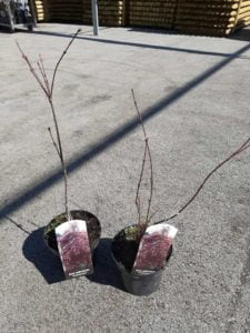 Acer palmatum Atropurpureum / Японски клен