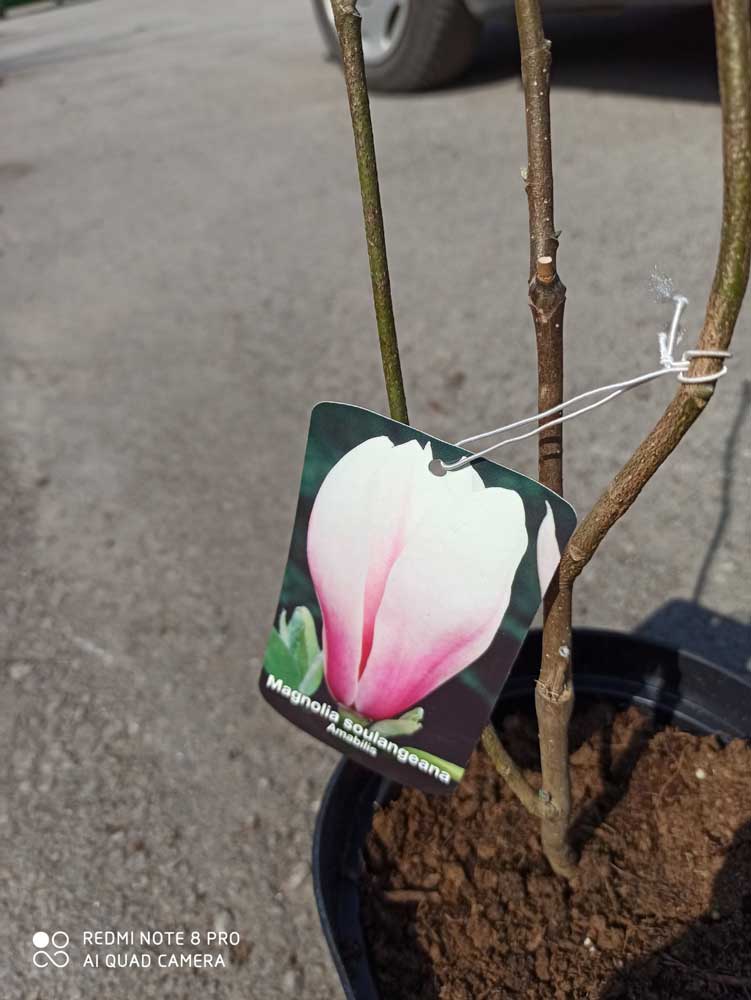 Magnolia Amabilis