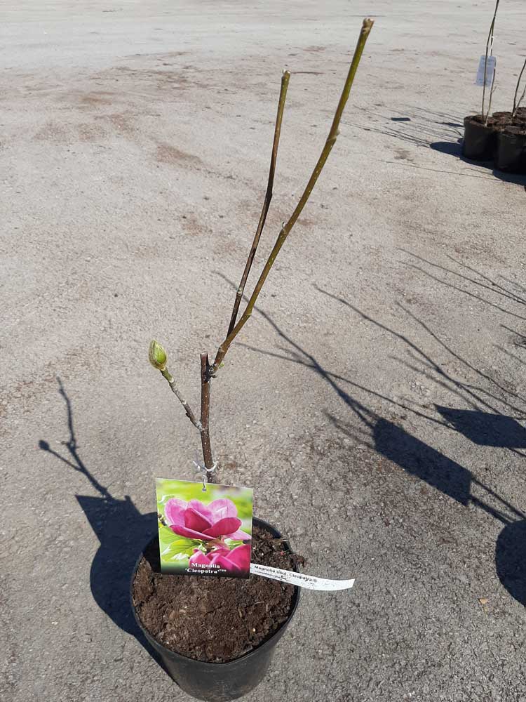 Magnolia Cleopatra