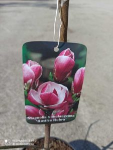 Magnolia Rustica Rubra
