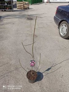 Magnolia Rustica Rubra