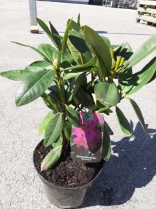 Rhododendron Polarnacht