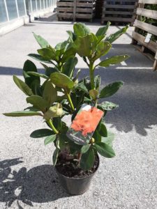 Rhododendron Red Jack