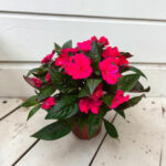 Impatiens New Guinea - Циганче за сянка - Image 5