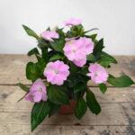 Impatiens New Guinea - Циганче за сянка - Image 4