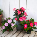 Impatiens New Guinea - Циганче за сянка