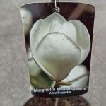 Magnolia Alba Superba