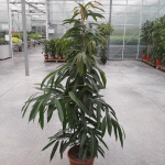 Фикус Амстел Кинг