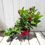 Мандевила (Дипладения) /Mandevilla - Image 3