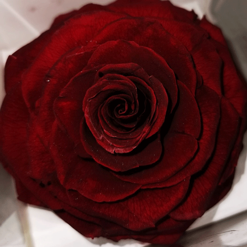 вечна роза - бордо