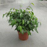 Фикус Бенджамин КИНКИ