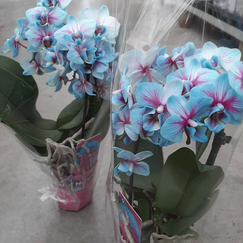 синя орхидея