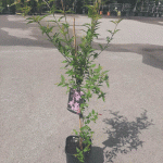 Jasminum х stephanense - Градински летен жасмин - Image 2