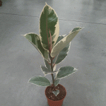 Ficus elastica 'Tineke' - Фикус Тинеке - Image 2