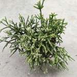 Rhipsalis Pilocarpa – Рипсалис