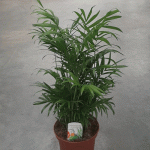 Chamaedorea elegans - Палма хамедорея - Image 2