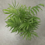 Chamaedorea elegans - Палма хамедорея - Image 3